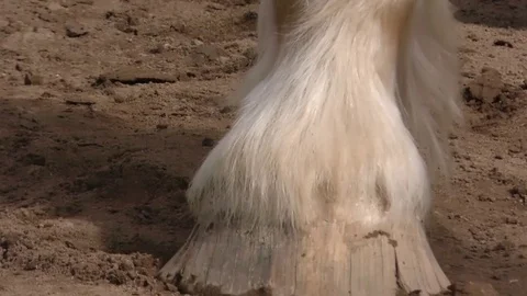 Close view of hooves of draft horses, Amish farm, Indiana USA Stock Footage 75610900