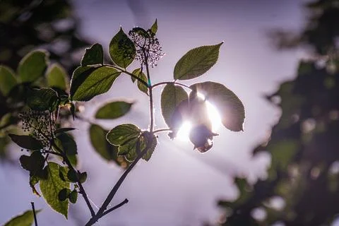 Close-up view of horizontal tree branch during sunrisesunset, sun partially.. Stock Photos