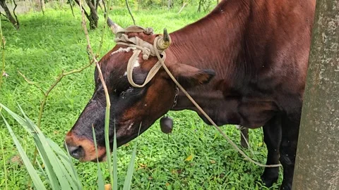 Close view of a horned brown cow wearing a rope halter and bell while chewing Stockbeeldmateriaal 342838136