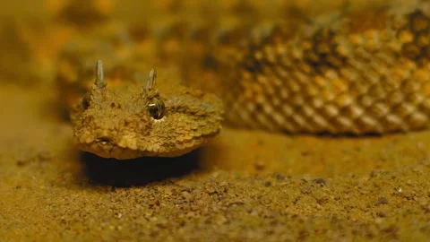 A close-up view of a horned viper's head, flicking its tongue out on desert Stock Footage 343696126