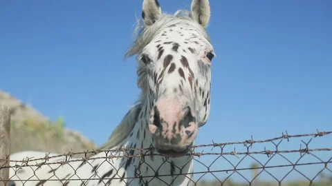 Close up view of horse face Stock Footage 93766209
