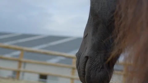 Close up view of a horse Stock Footage 86834250