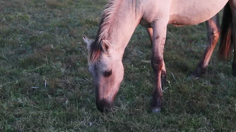 Close view of horse grazing. Stock Footage 61149497