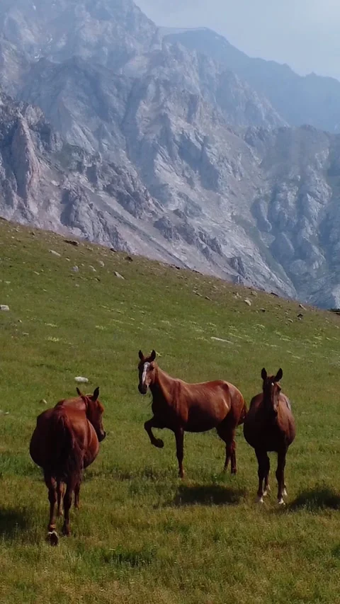 Close up view of horse herd standing on a green mountain pasture against peaks Stock Footage 336693119