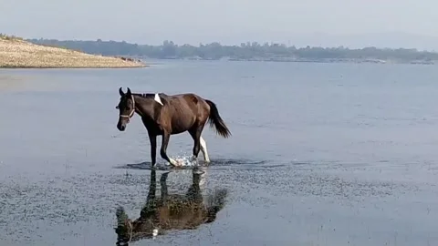 Close up view of horse in the lake. Video stock 141809084