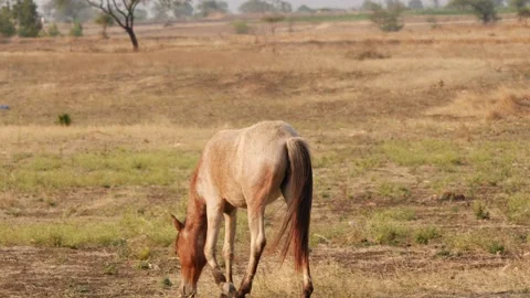 Close-up view of horse walking through empty fields Video stock 151945620