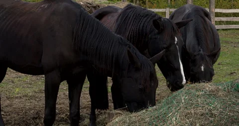 Close-up view of horses eating hay from a slow feeder net. Stock Footage 296600565