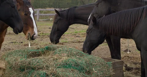 Close-up view of horses eating hay from a slow-feeder net. Stock Footage 333036035