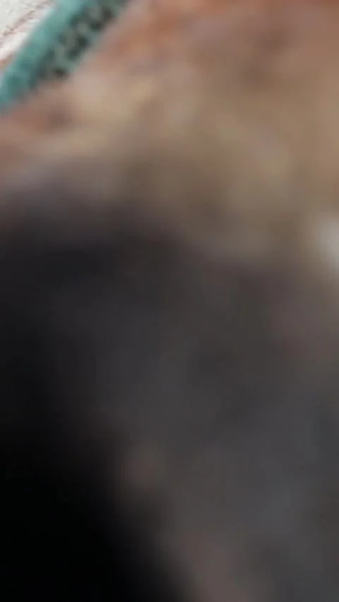 A close-up view of a horse's face surrounded by trees, perfect for nature o.. Stock Footage 344158953