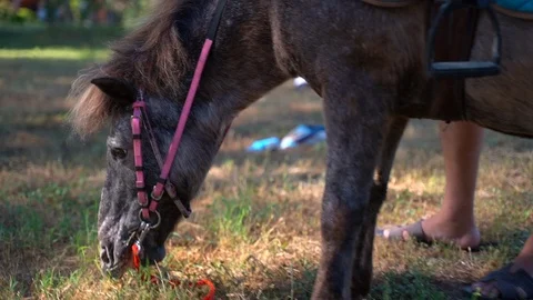 Close-up view of horse's muzzle chewing grass in the stable. Graceful Stock-Footage 121331101
