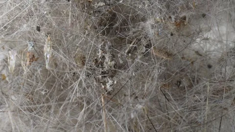 A close-up view of house dust and cat fur. Stock Footage 277249265