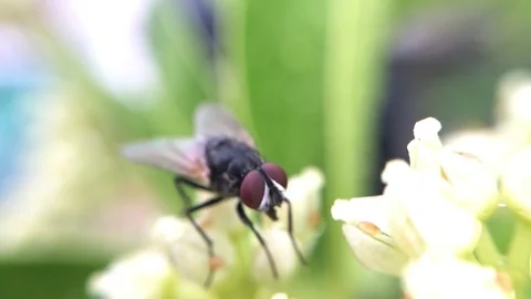 Close Up View of A House Fly Stock Footage 70991372