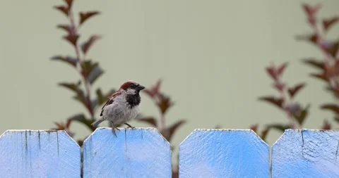 Close up view of house sparrow bird on the fence, slow motion. Stock Footage 313636280