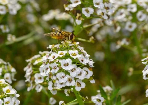 Close up view of a hoverfly collecting nectar on white Sweet Alyssum flowers Stock Photos