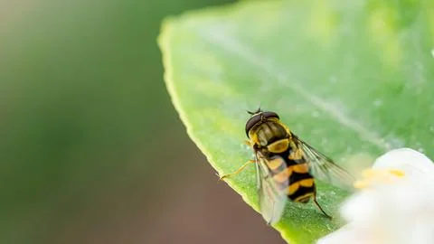 Close-up view of a hoverfly perched on a green leaf in a natural setting du.. Foto stock