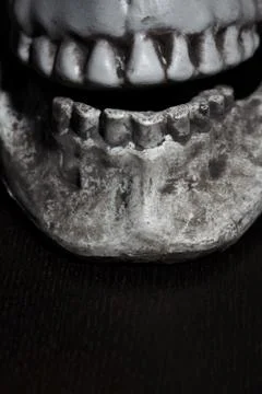 Close-up view on the human skull Stock Photos