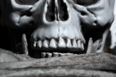 Close-up view of the human skull Stock Photos