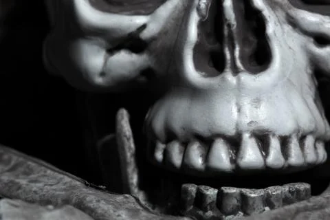 Close-up view of the human skull Stock Photos