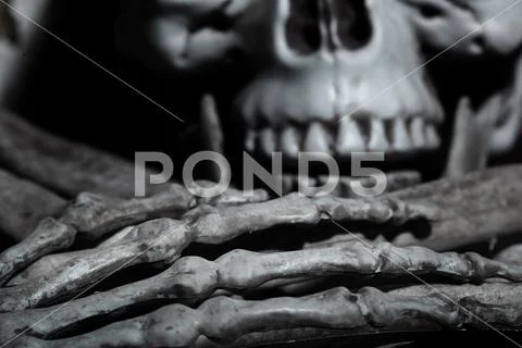 Close-up view of the human skull Stock Photos