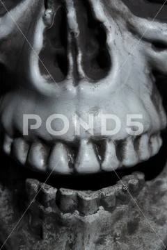 Close-up view of the human skull Stock Photos