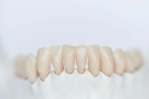 Close-up view of human teeth on jaw bone Stock Photos