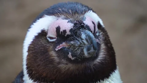 Close view of a Humboldt or jackass penguin Stock Footage 272804019