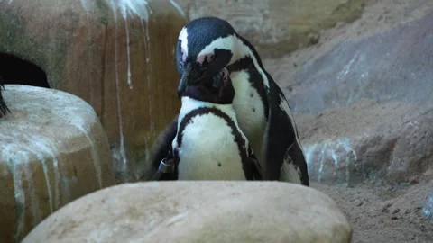 Close view of a Humboldt or jackass penguin Stock Footage 272804306