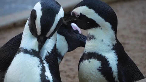 Close view of a Humboldt or jackass penguin Stock Footage 272804925