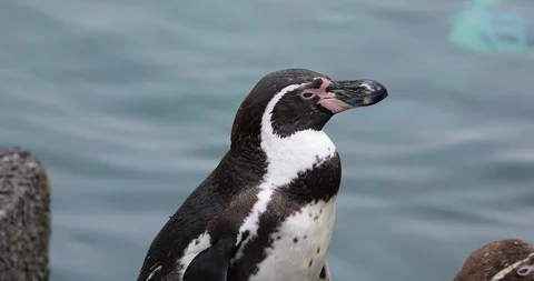 Close Up View Of A Humboldt Penguin Stockbeeldmateriaal 89107646