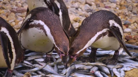 Close view of a Humboldt penguin  Stock Footage 253736087