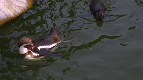 Close view of Humboldt penguin Stock Footage 254167353