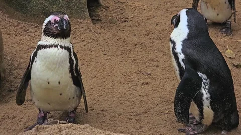 Close view of  Humboldt penguin Stock Footage 257341388