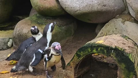 Close view of  Humboldt penguin Stock Footage 257342761