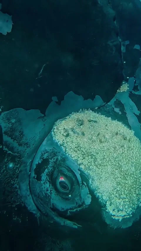 Close-up view of a humpback whale's eye at sea Stock Footage 321184381