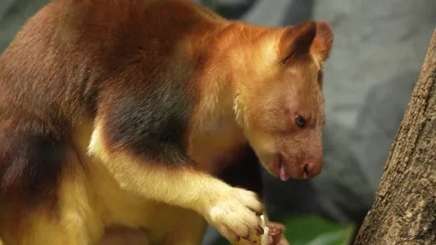 Close view of a hungry goodfella tree Kangaroo Stock Footage 296586682