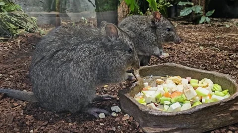 Close view of hungry Kangaroo rats Stock Footage 296543768