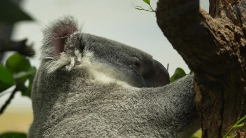 Close view of  a hungry Koala bear Stock Footage 296549720
