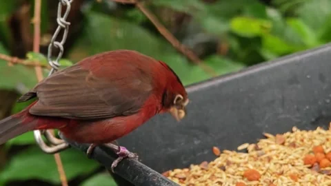 Close view of a hungry tropical sparrow Stock Footage 296026564