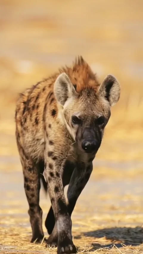 Close-up view of a hyena in the wild Stock Footage 317974351