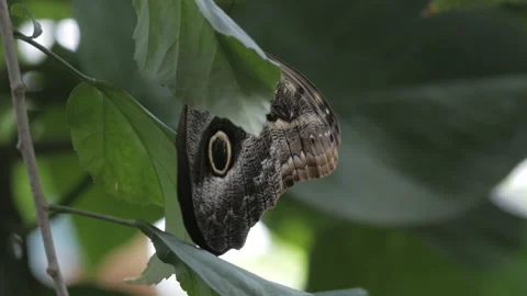 Close up view of hypnotic pattern butterfly resting on the leaves of a Stock Footage 165388115