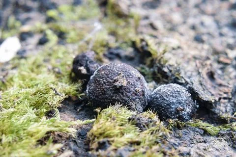 Close-up view of Hypoxylon fragiforme beech woodwart fungi growing on fores.. Stock Photos