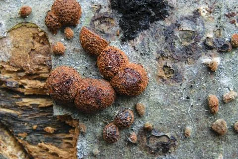 Close-up view of hypoxylon fragiforme beech woodwart fungi growing on dead wo Stock Photos