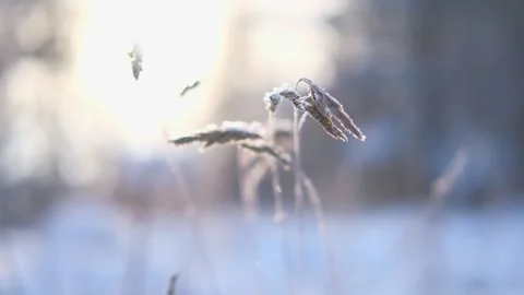 Close up view of icy frozen tree branch with dry foliage hanging isolated Stock Footage 328608359