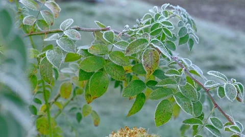 Close up view of icy frozen tree branch with dry foliage hanging isolated Stock Footage 328608413