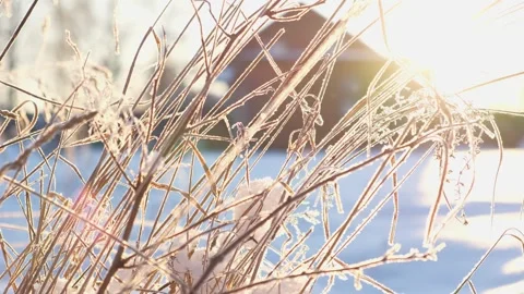 Close up view of icy frozen tree branch with dry foliage hanging isolated Stock Footage 328608648