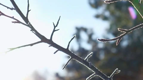 Close up view of icy frozen tree branch with dry foliage hanging isolated Stock Footage 328608789
