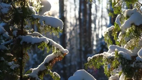 Close up view of icy frozen tree branch with dry foliage hanging isolated Stock Footage 333112625