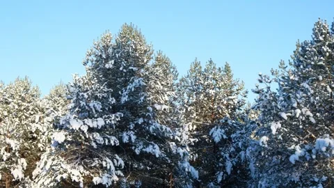 Close up view of icy frozen tree branch with dry foliage hanging isolated Stock Footage 335584125