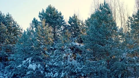 Close up view of icy frozen tree branch with dry foliage hanging isolated Stock Footage 335584140