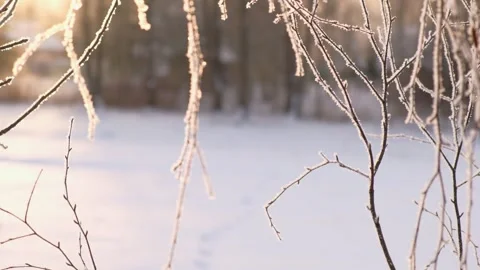 Close up view of icy frozen tree branch with dry foliage hanging isolated Stock Footage 335584166